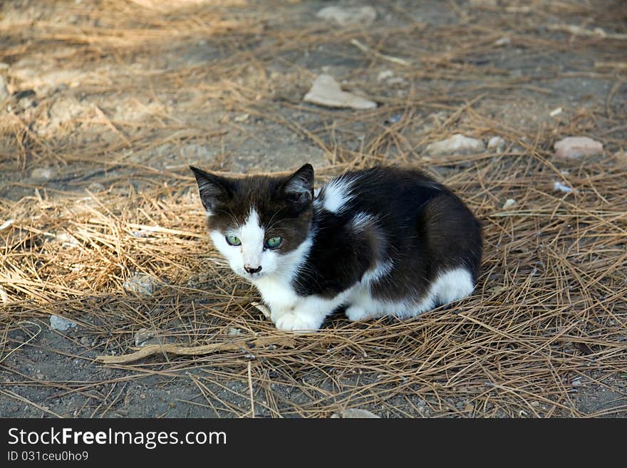 Young,little black England lop - eared kitten . Young,little black England lop - eared kitten .