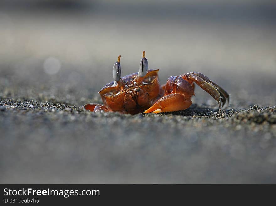 Big Crab on the beach of Costa Rica. Big Crab on the beach of Costa Rica