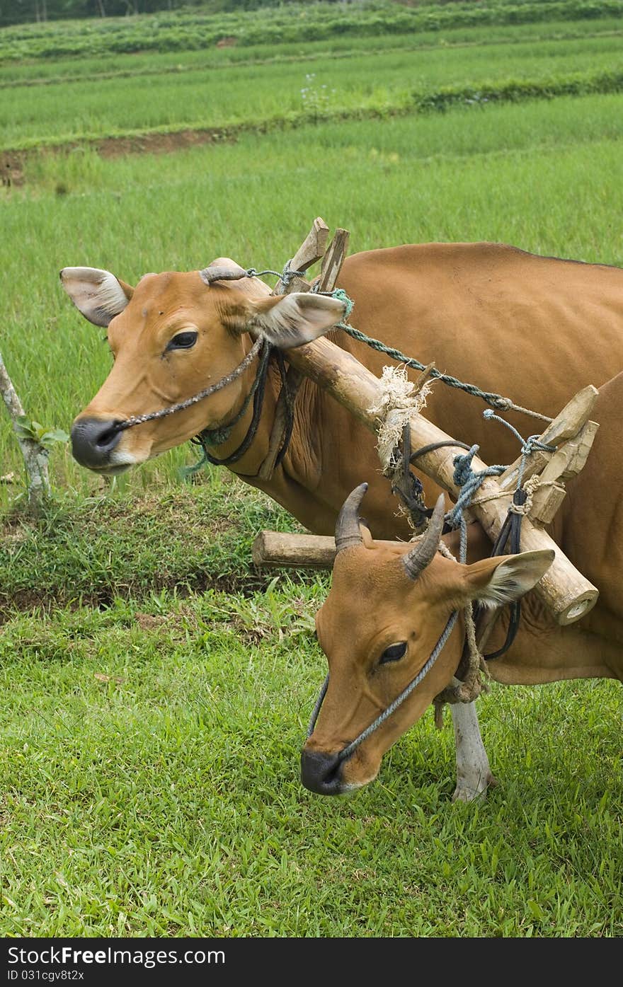 Cows are being used to plow a farm field in preparation for planting. Cows are being used to plow a farm field in preparation for planting.