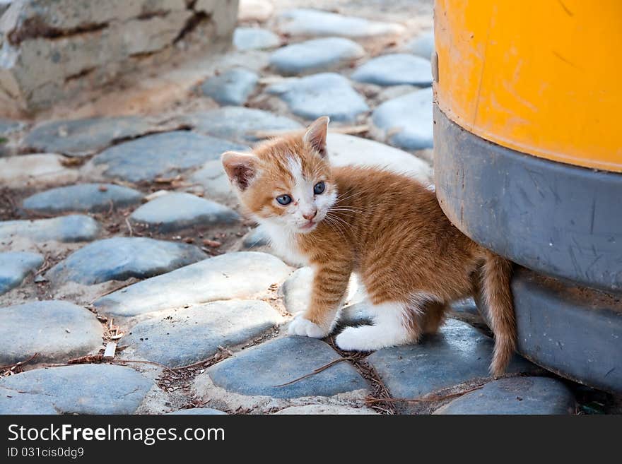 Young,little red England lop - eared kitten . Young,little red England lop - eared kitten .