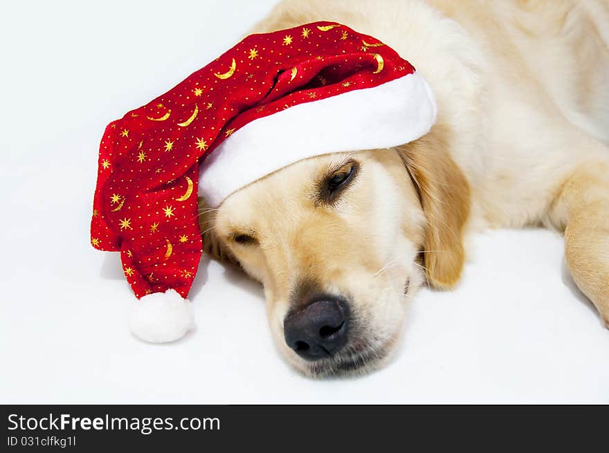 Golden retriever wearing santa's hat. Golden retriever wearing santa's hat