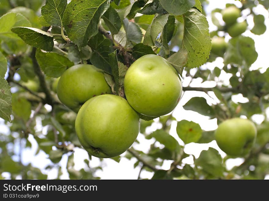 Ripe  Apples