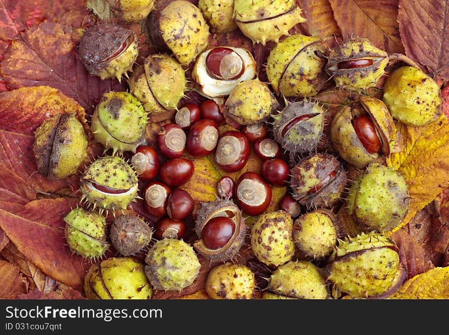 Chestnuts And Autumn Leaves