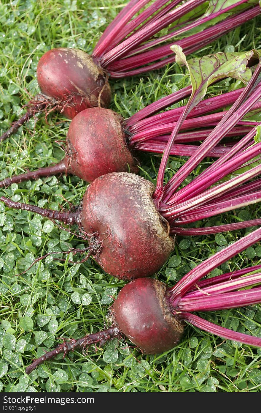 Freshly picked beetroot