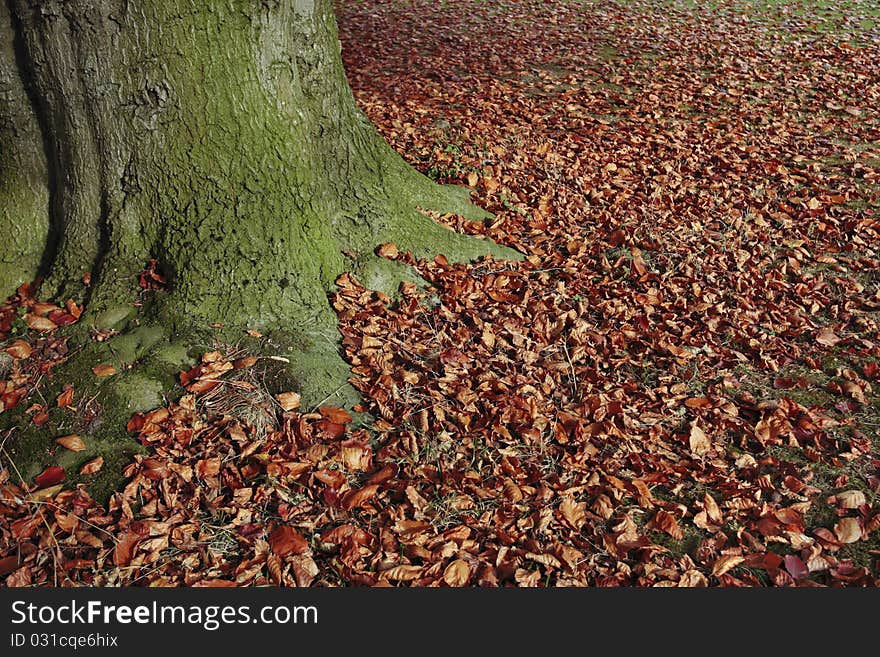 Autumn leaves fallen on lawn and tree