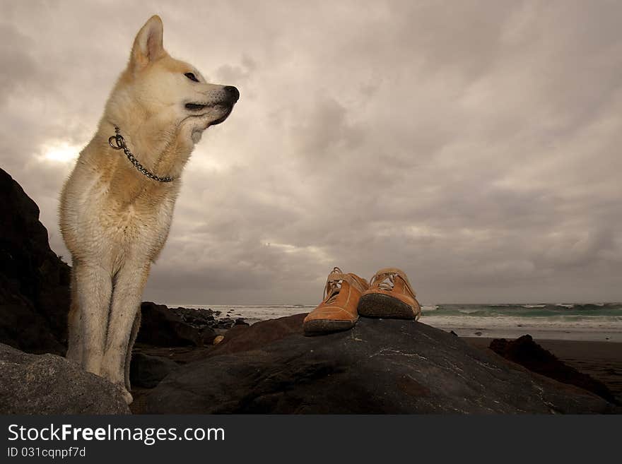 Akita Inu and Shoes in a beach