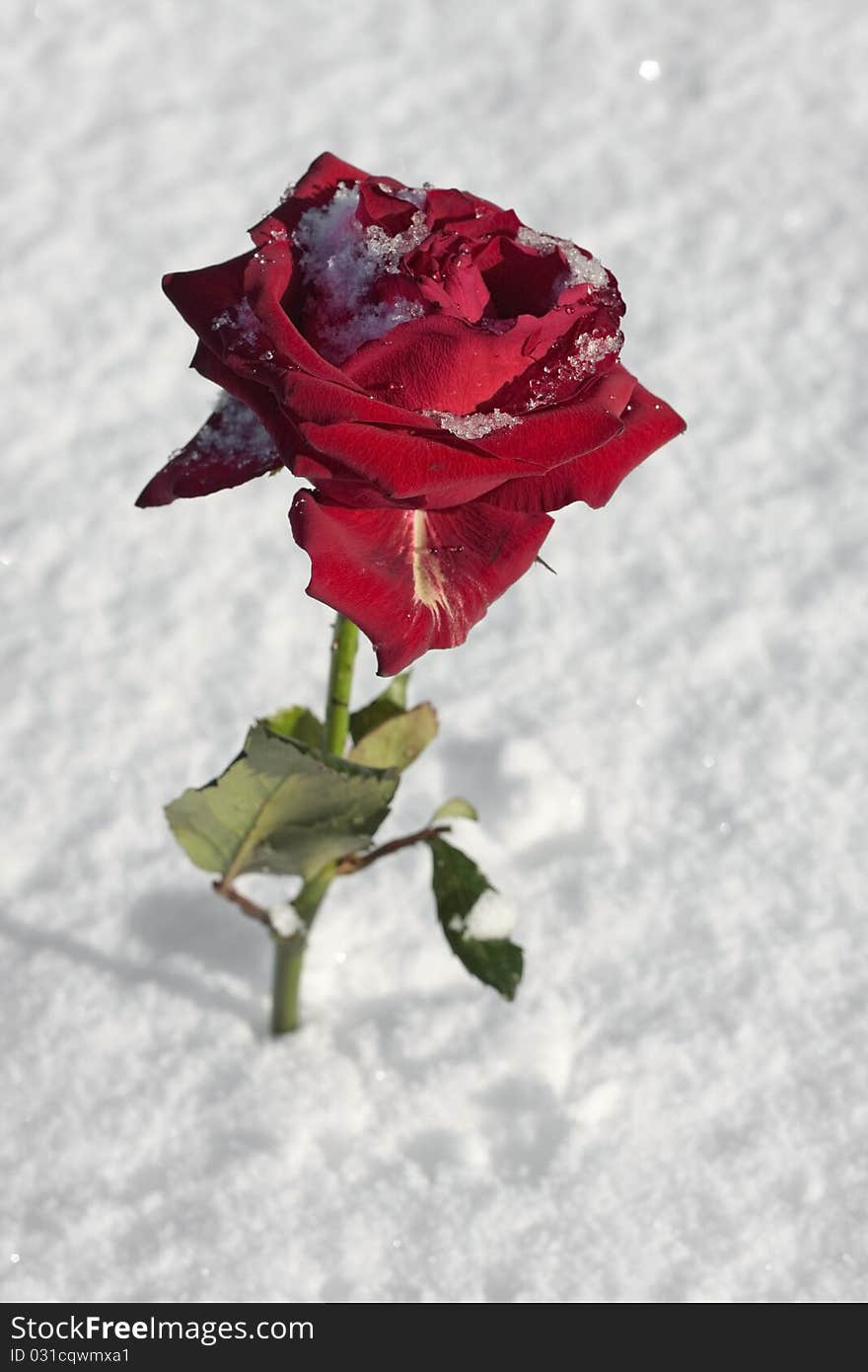 Red Rose On Snow Ground