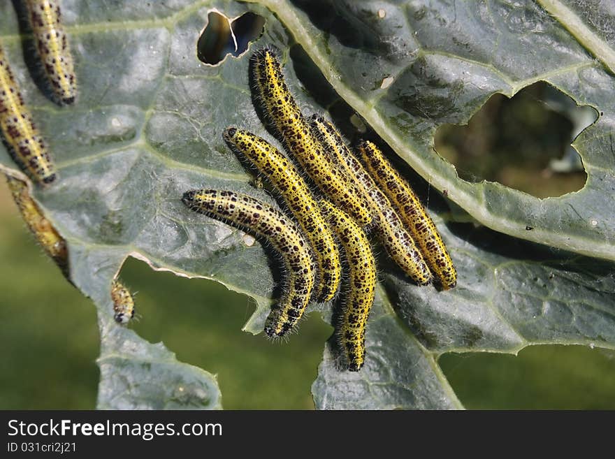 Cabbage leaf covered with caterpillas