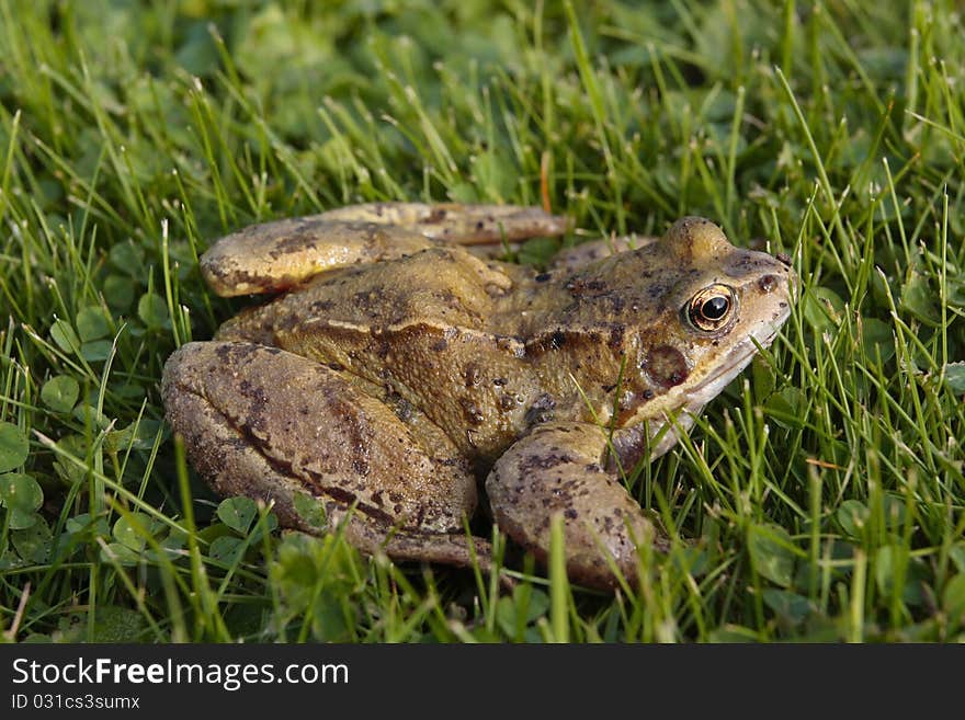 Common frog closeup on grass. Common frog closeup on grass