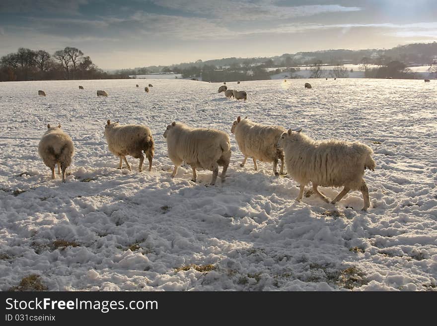 Winter landscapeand sheep in snow