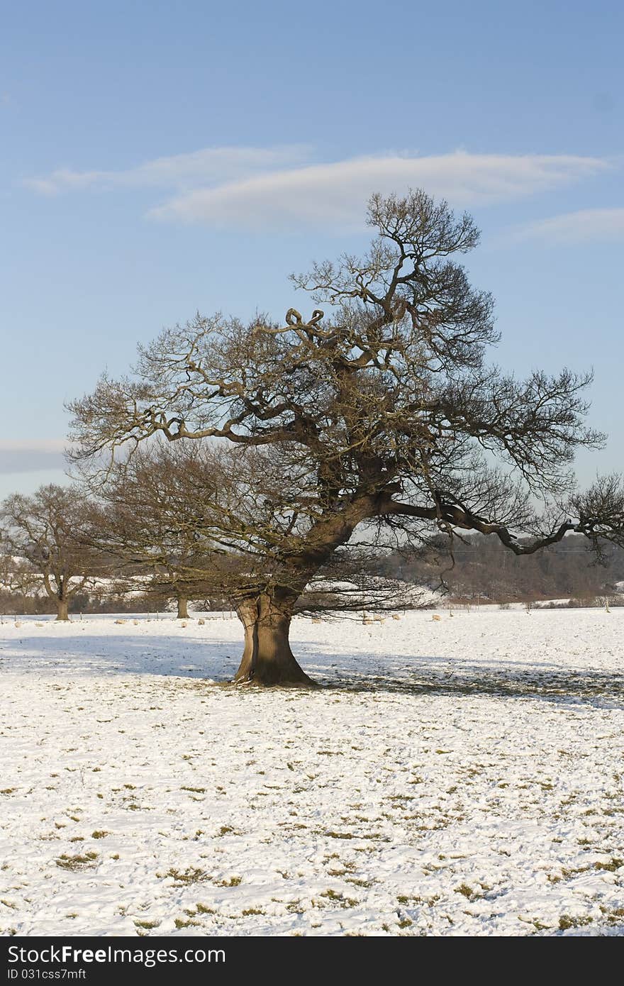 Winter landscape in snow