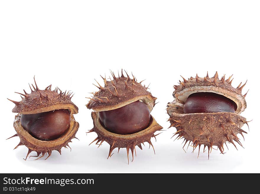 Chestnuts with seed pods over white. Chestnuts with seed pods over white