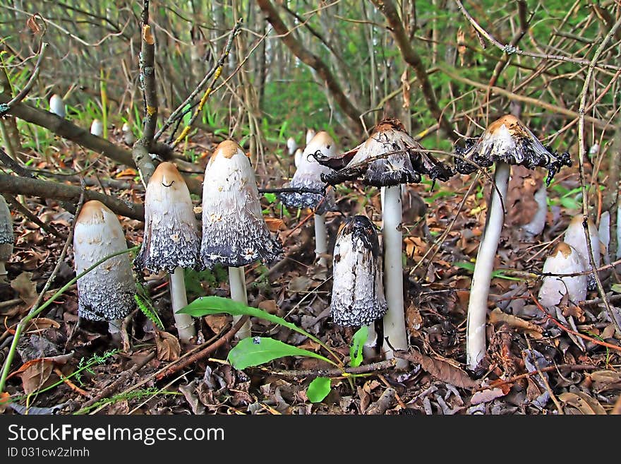 Group toadstool on wood background