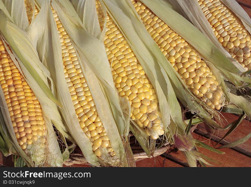 Ripe corn freshly