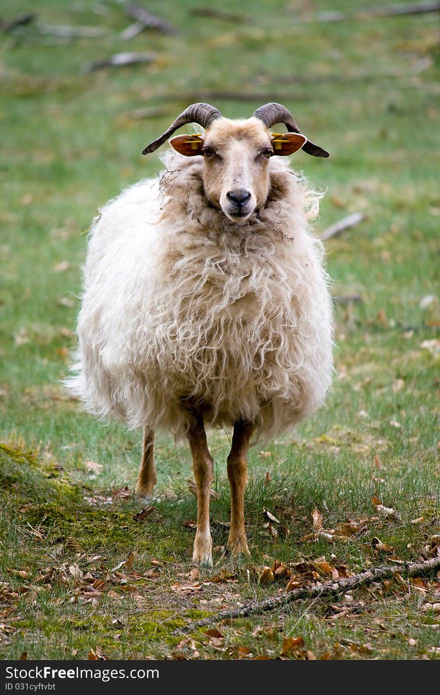 Sheep staring at us while in green surroundings.