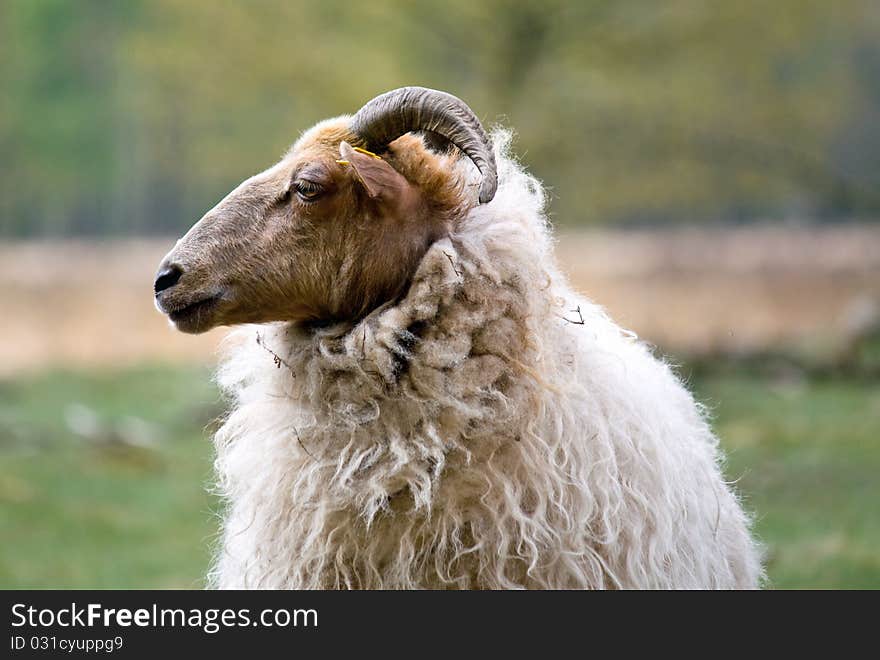 Close up Sheep