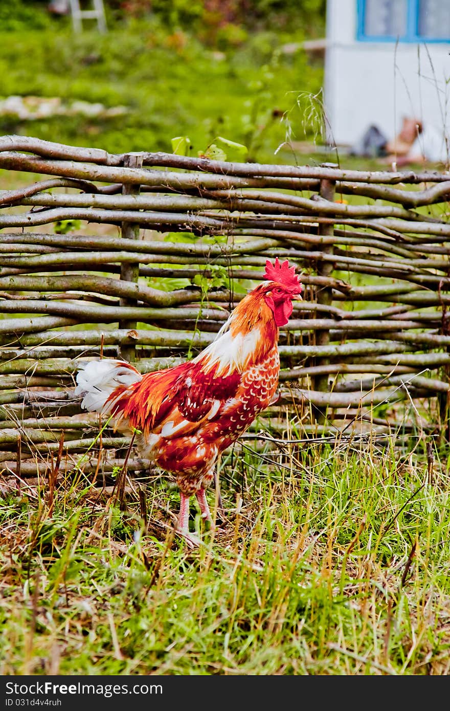 Rooster near a wooden fence in village