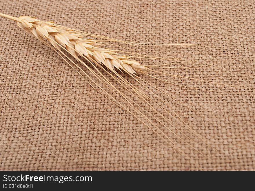 Wheat ear on burlap background