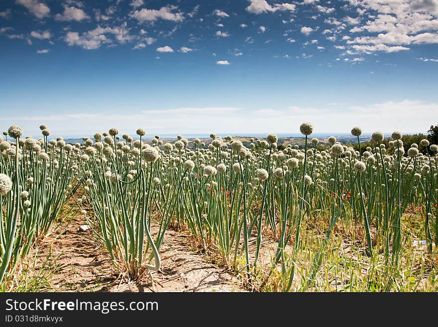 Flowering onionfield in Central Italy