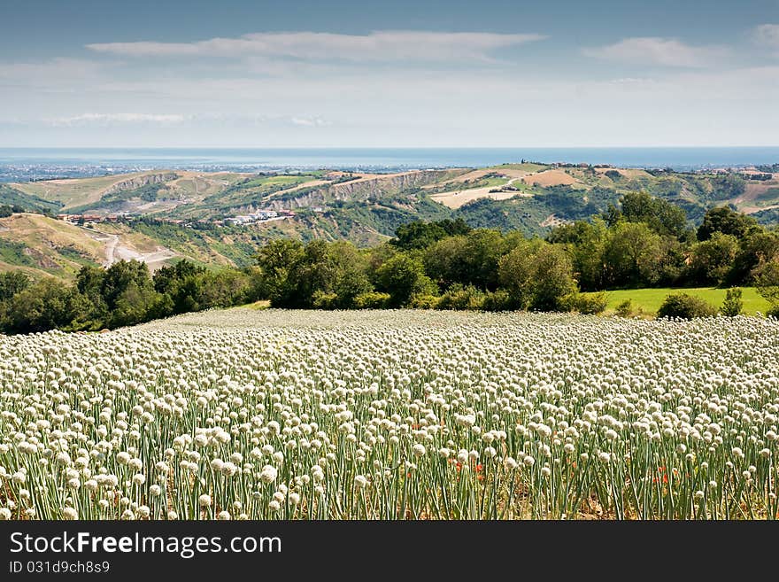 Flowering onionfield in Central Italy