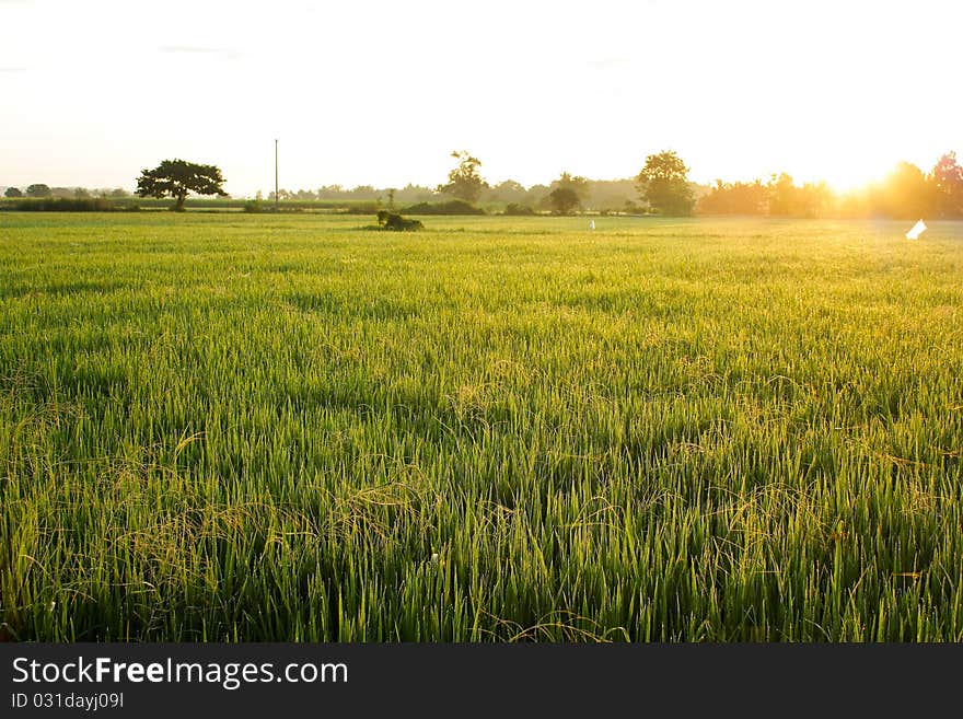 Raw Rice