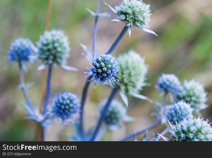 Prickly flower of dark blue color