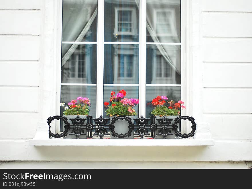 White window frame with flowers blossoming