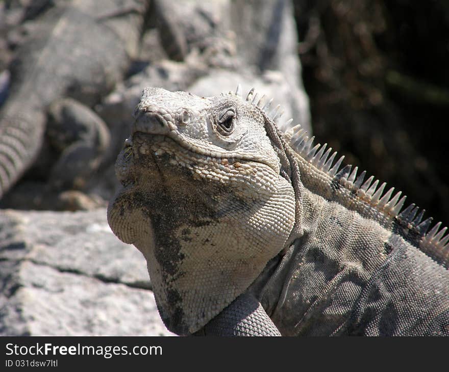 Iguana