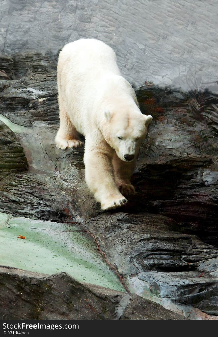 Polar bear down on the rocks in the Prague zoo