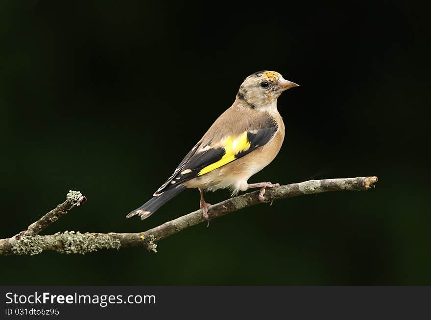 Goldfinch