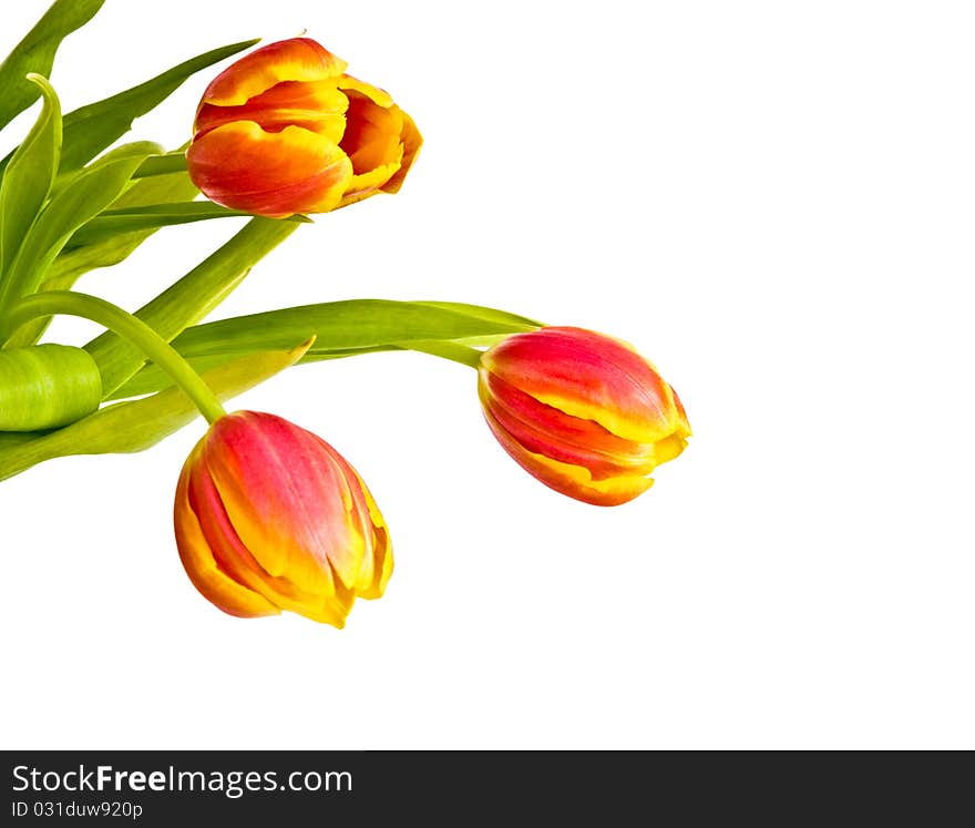 Beautiful bouquet of tulips