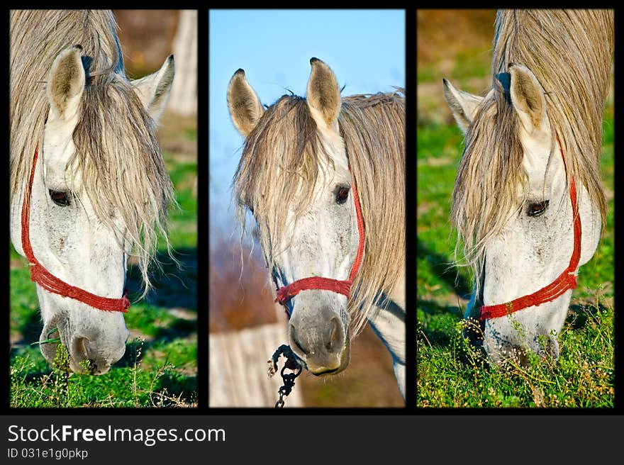 Three horses eating green grass