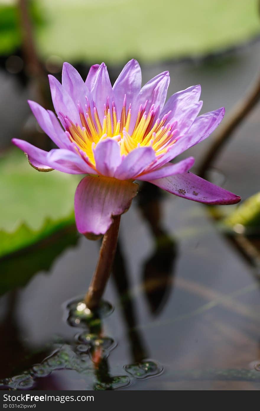 Beautifull Purple water lily in nature