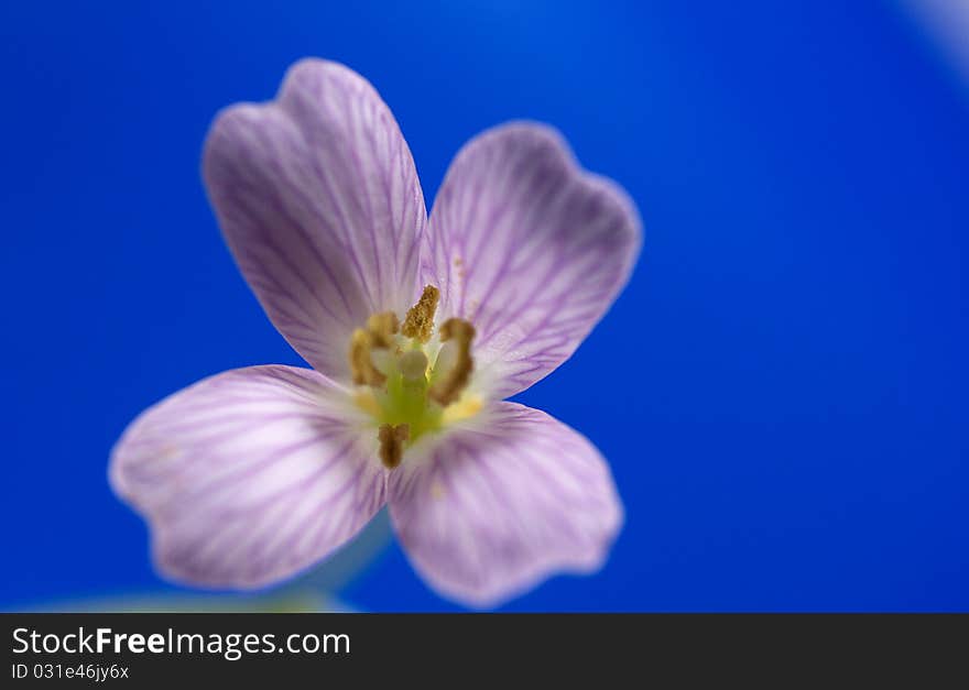 Beautiful flower macro in summer on blue background. Beautiful flower macro in summer on blue background