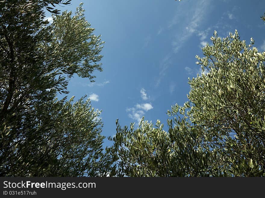 Olive tree