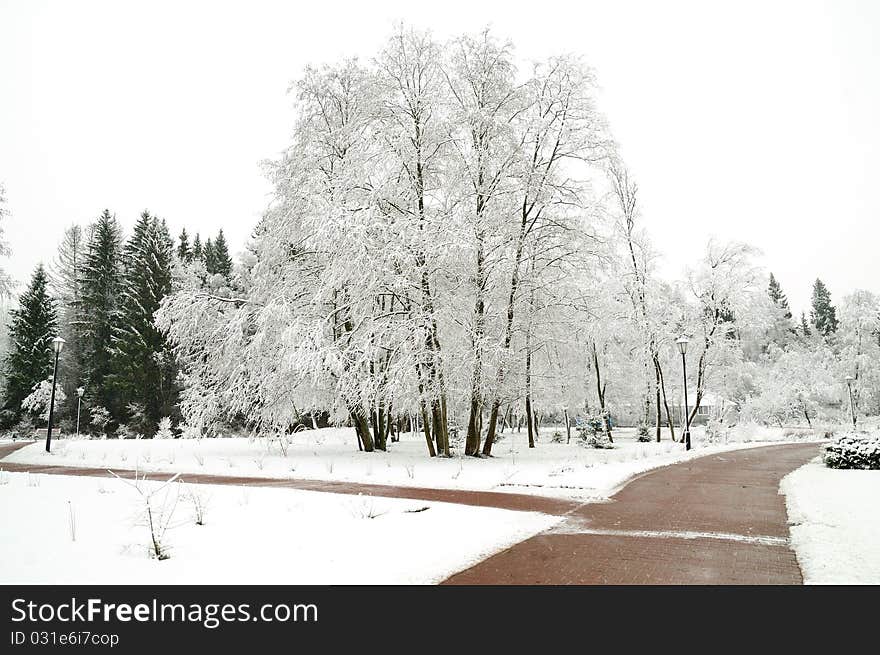 First snow on the trees in the park