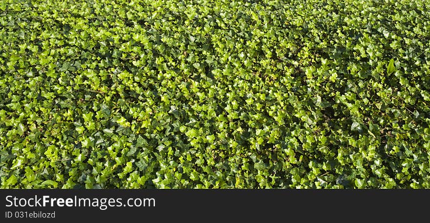 Bright Green Leafs detail at full screen