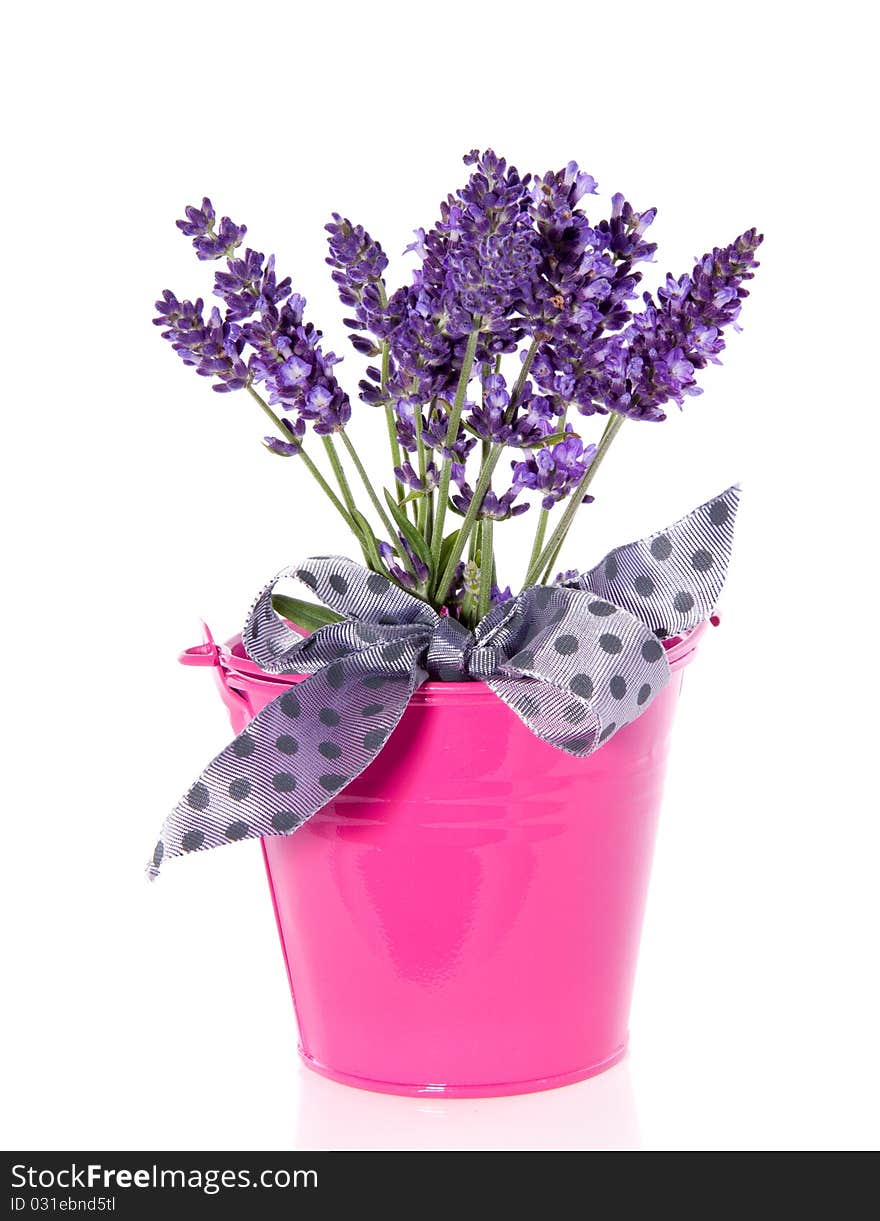 Purple lavender in a pink bucket isolated over white