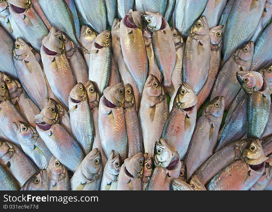 Fresh fish at a market