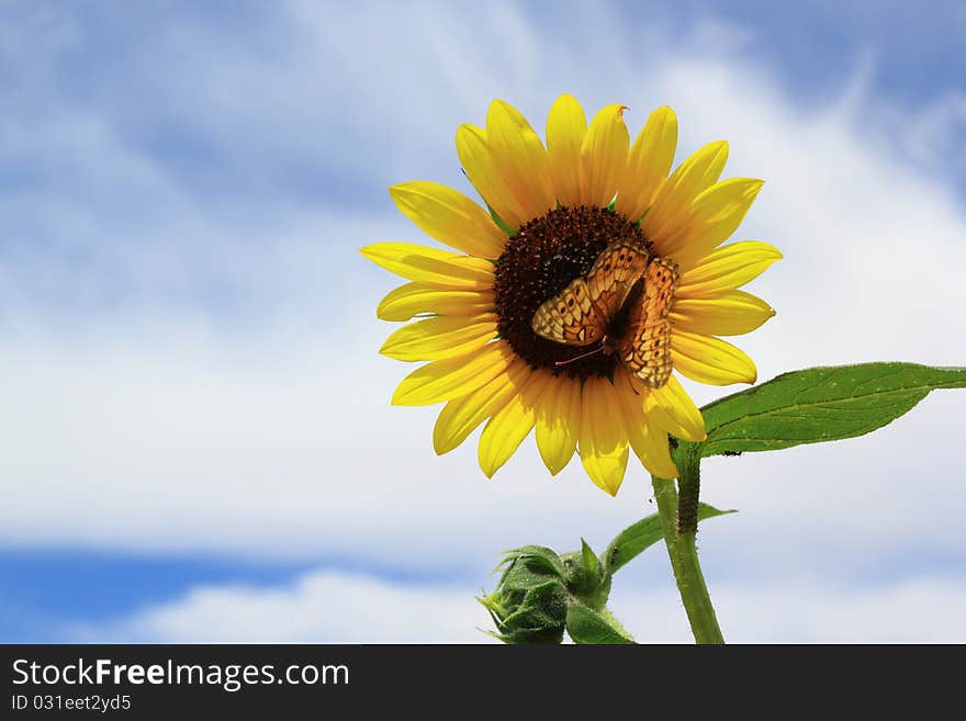 A butterfly on a wild sunflower with blue sky and clouds in the background. A butterfly on a wild sunflower with blue sky and clouds in the background.