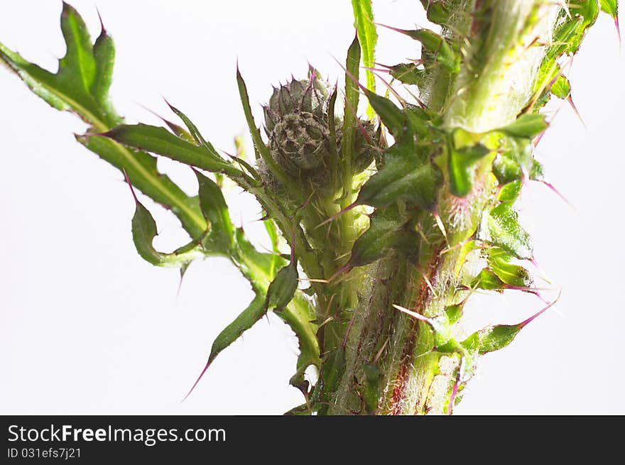 Thistle on white