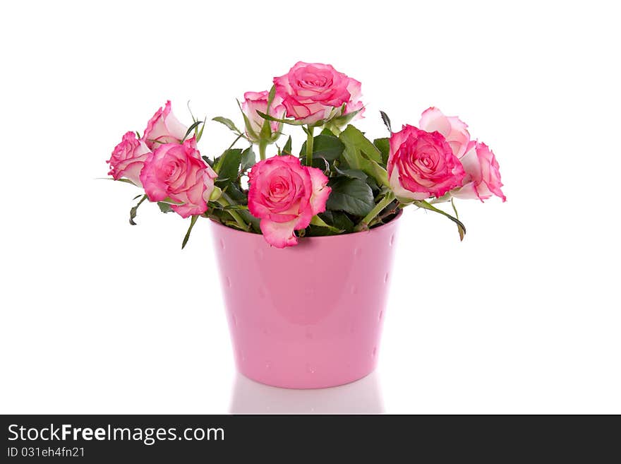 White roses with pink edges in a pink vase isolated over white