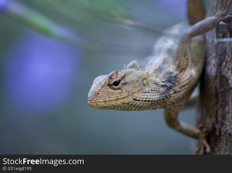 A chameleon looking for prey among the trees