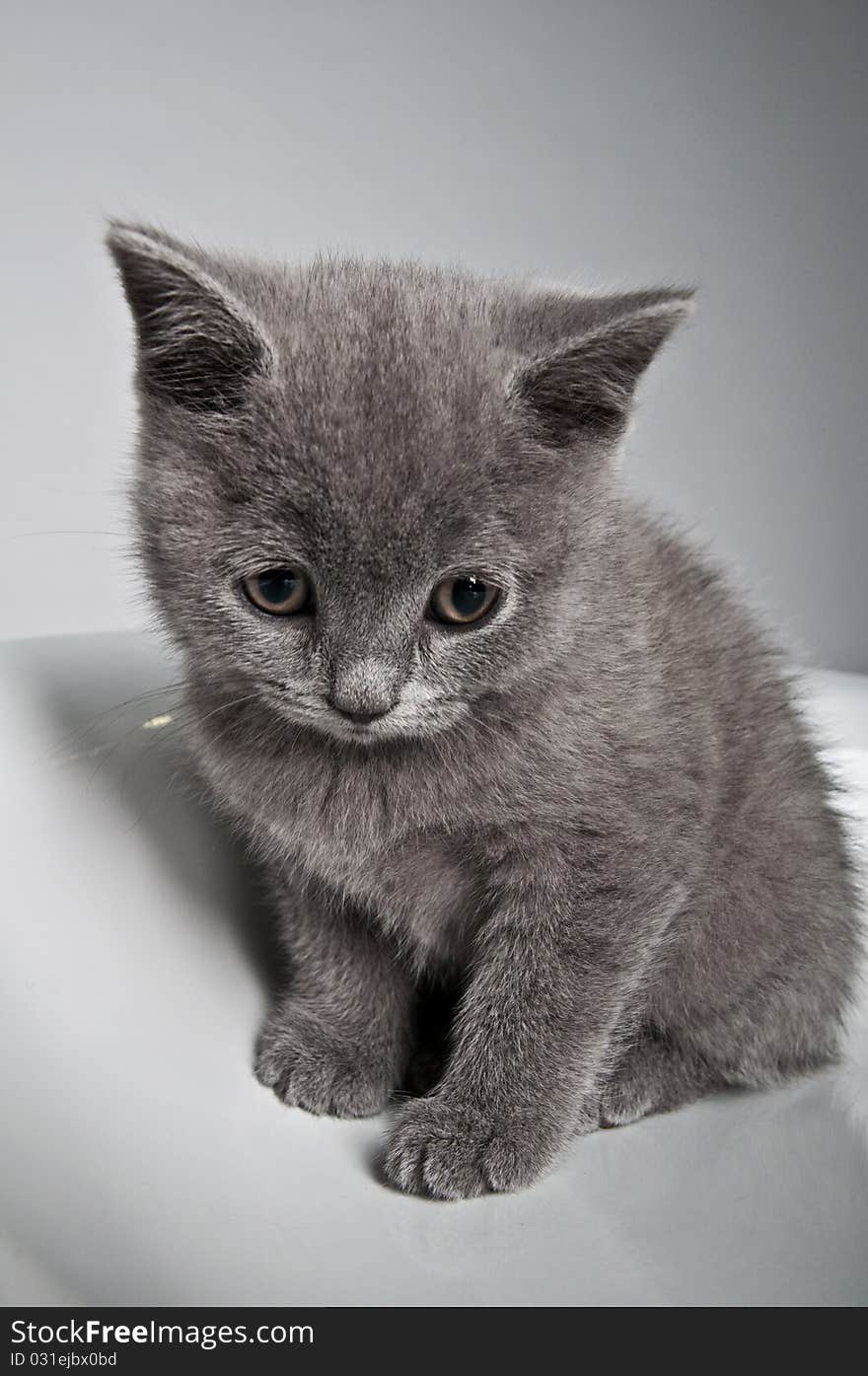 Grey kitten