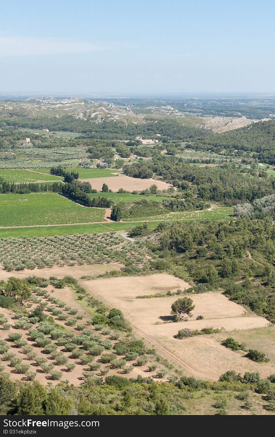 Landscape - french olive trees and forests. Landscape - french olive trees and forests