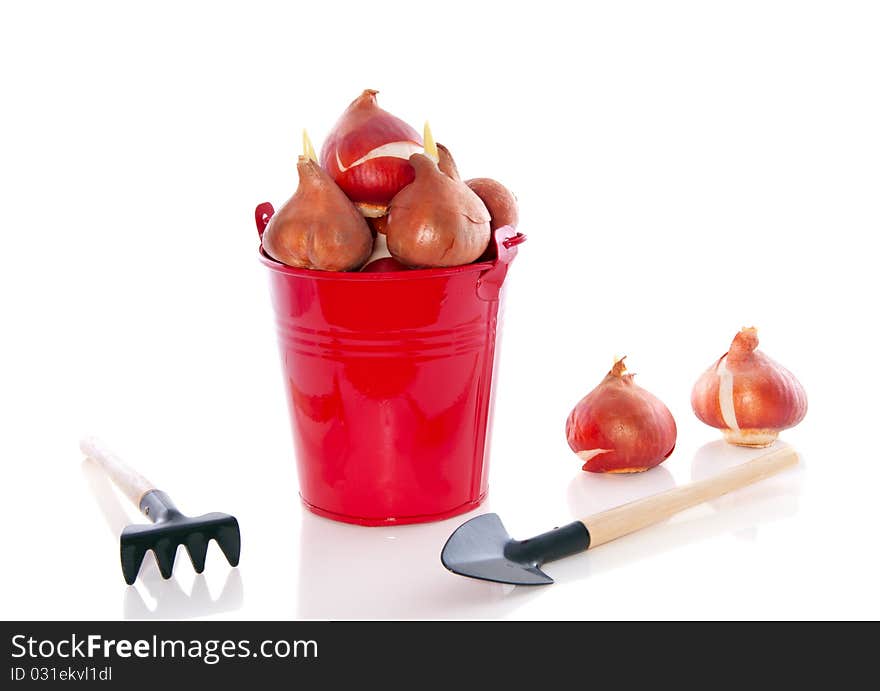 Garden equipment and tulip bulbs in a red bucket isolated over white