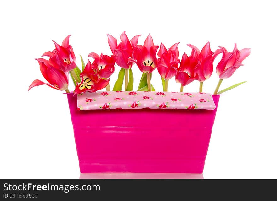 Red tulips in a plastic pink flower box decorated with flowered fabric isolated over white. Red tulips in a plastic pink flower box decorated with flowered fabric isolated over white