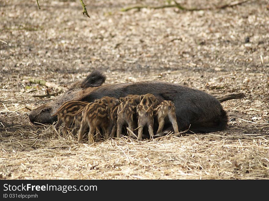 Wild boar feeding jung