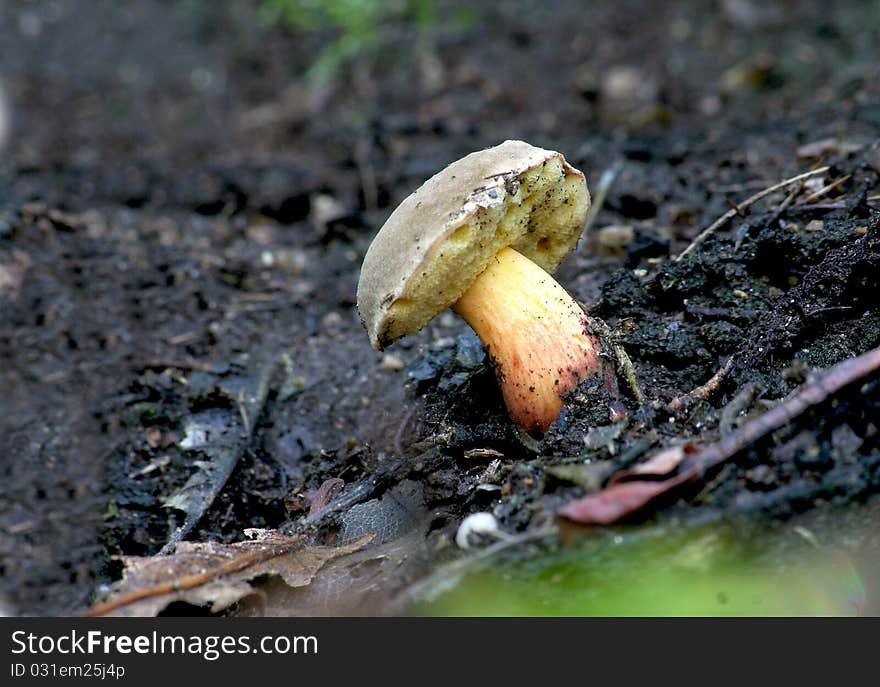 Fungus isolated in vegetazionw seen closely