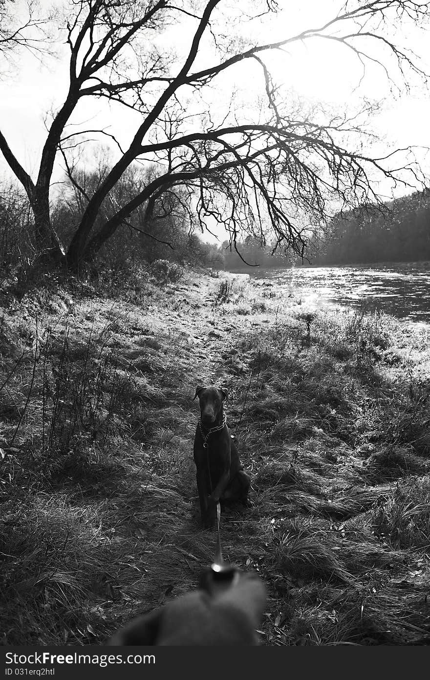 Young brown doberman. Black-white Photo.